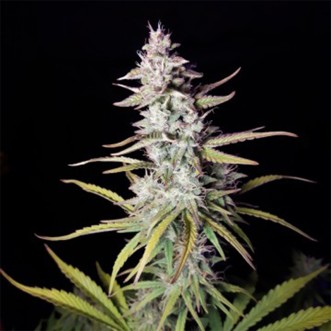 Cannabis seeds Auto Xtreme Feminised Silver - 500 pcs